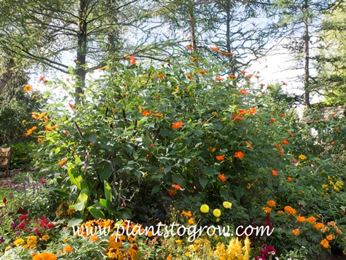 Mexican Daisy The Torch (Tithonia rotundifolia)